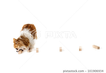 chihuahua and obedience chihuahua and obedience 101906934