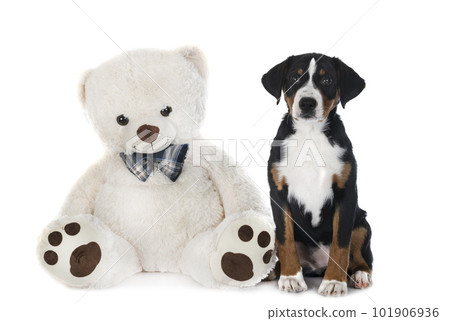 puppy Appenzeller Sennenhund 101906936