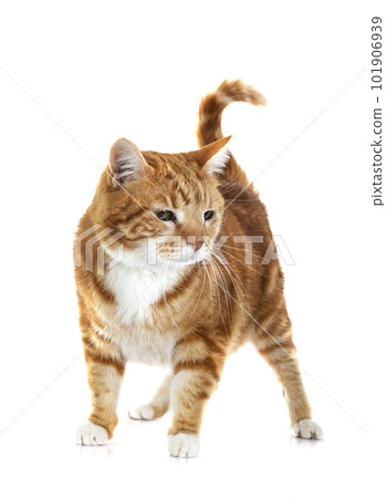 ginger cat in studio 101906939
