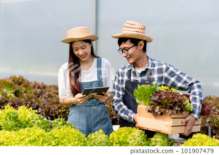 Two couple agribusiness owner farmer working and holding tablet checking organic hydroponic vegetable in basket to preparing harvest export to sell 101907479