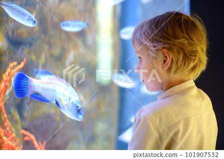 Little boy watches fishes in aquarium. Child exploring nature. Elementary student is on excursion in seaquarium. Little boy watches fishes in aquarium. Child exploring nature. Elementary student is on excursion in seaquarium. 101907532
