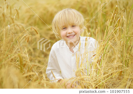 Portrait of cute preschooler boy on gold wheat autumn field. Child wearing white shirt walk in grain-field. 101907555