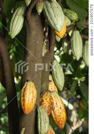 Green cacao pod on tree 101907878