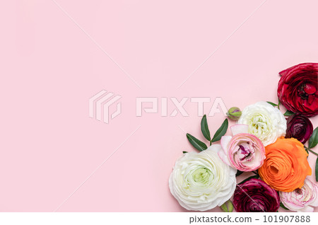 Floral arrangments of tender ranunculus flowers 101907888