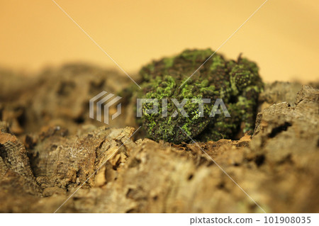 Vietnamese mossy frog (Theloderma corticale), frog in the nature habitat, Vietnam. 101908035