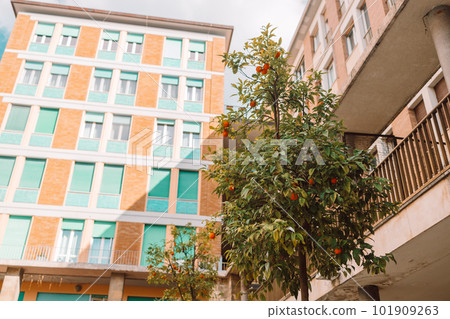 Orange tree in Pisa historical centre, Italy. Oranges grow on a tree outside 101909263