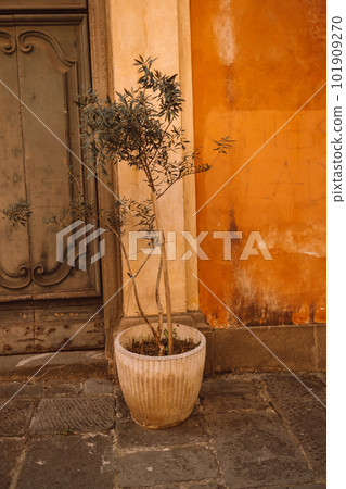 Olive tree in red clay pot by a door in Pisa, Italy 101909270