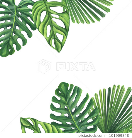 Green palm leaves. Monstera Likuala Jungle tropical exotic foliage. Hand-drawn watercolor illustration isolated on white background. For design logo card poster Green palm leaves. Monstera Likuala Jungle tropical exotic foliage. Hand-drawn watercolor illustration isolated on white background. For design logo card poster 101909848