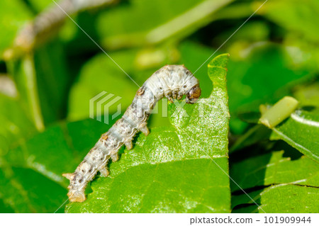 Macro photo of a Silkworm eating a mulberry leaf with blurred background 101909944