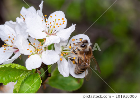 Bee collects pollen on the flowers of a tree 101910000