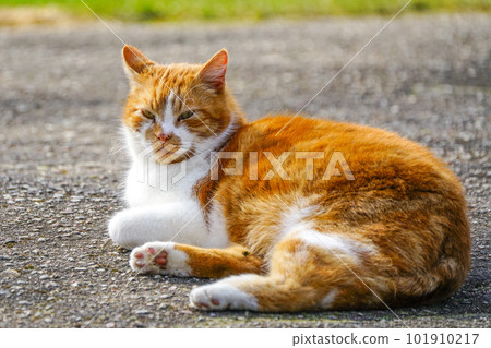 A beautiful spotted homeless cat is lying on the asphalt in an urban environment 101910217