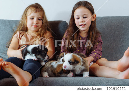 Softness. Charming girls are sitting on couch stroking several corgi puppies and giving them names. Little puppies. Softness. Charming girls are sitting on couch stroking several corgi puppies and giving them names. Little puppies. 101910251