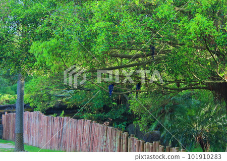 台灣藍鵲 101910283