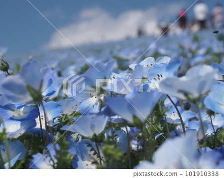 Nemophila 101910338