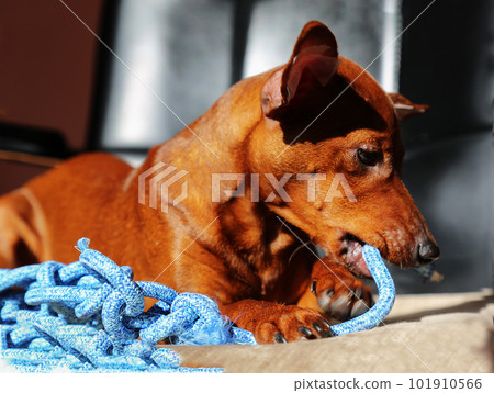 The puppy is gnawing on the rope. A small dog is playing with a toy. 101910566