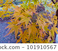 Maple turning from yellowish green to yellow 101910567