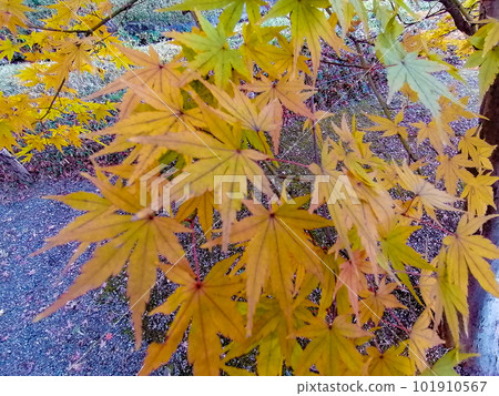 Maple turning from yellowish green to yellow 101910567