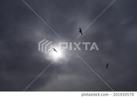 Three silhouetted seagulls fly across a cloudy sky with the sun shining through the clouds Three silhouetted seagulls fly across a cloudy sky with the sun shining through the clouds 101910578