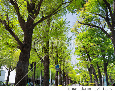 橫濱山下公園大道沿線的銀杏樹 橫濱山下公園大道沿線的銀杏樹 101910989