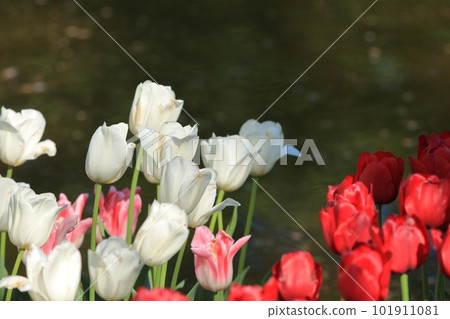 Colorful tulips Colorful tulips Tulips in full bloom 101911081