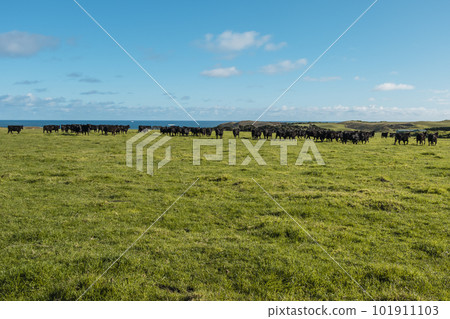 Photograph of a herd of black cows on King Island Photograph of a herd of black cows on King Island 101911103