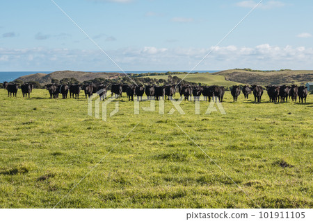Photograph of a herd of black cows on King Island Photograph of a herd of black cows on King Island 101911105