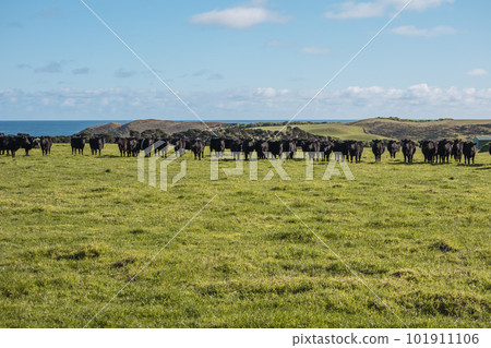 Photograph of a herd of black cows on King Island Photograph of a herd of black cows on King Island 101911106
