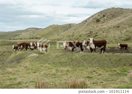 Photograph of cows in an agricultural field on King Island Photograph of cows in an agricultural field on King Island 101911114