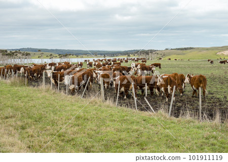 Photograph of cows in an agricultural field on King Island 101911119