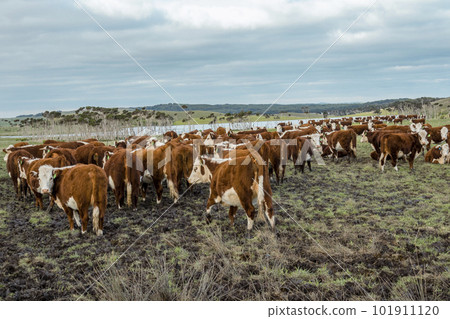 Photograph of cows in an agricultural field on King Island Photograph of cows in an agricultural field on King Island 101911120