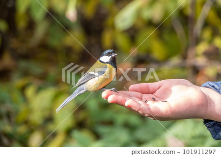 A tit sits on a man's hand and eats seeds. A tit sits on a man's hand and eats seeds. 101911297