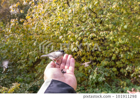 A willow tit sits on hand and eats seeds. Hungry bird willow tit eating seeds from a hand in winter or autumn A willow tit sits on hand and eats seeds. Hungry bird willow tit eating seeds from a hand in winter or autumn 101911298