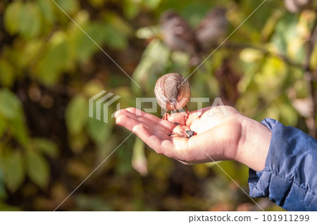 The boy feeds the birds with seeds from his hand. Sparrow eats seeds from the boy's hand The boy feeds the birds with seeds from his hand. Sparrow eats seeds from the boy's hand 101911299
