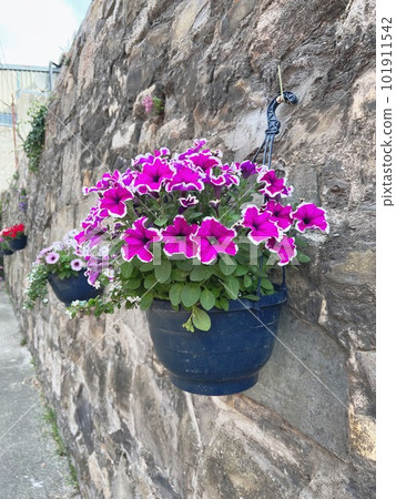 european wall flowers european wall flowers 101911542