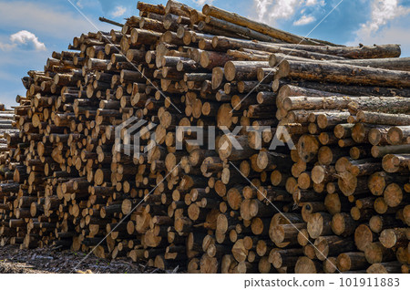 Chopped logs of a pine tree are stacked in a pile. 101911883