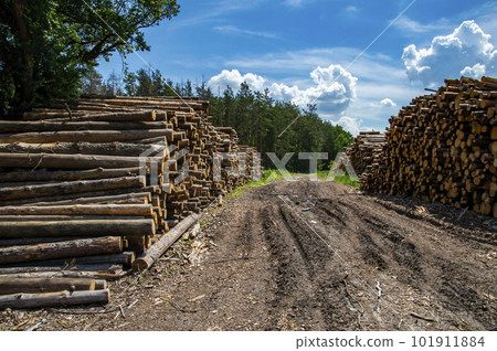 Cut down trees are stacked along a dirt road in the forest. 101911884