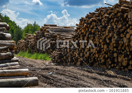 Cut down trees are stacked along a dirt road in the forest. Cut down trees are stacked along a dirt road in the forest. 101911885