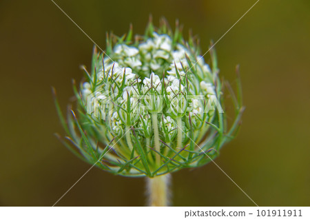 Closeup of the opening flower bud of the Heracleum plant. Closeup of the opening flower bud of the Heracleum plant. 101911911
