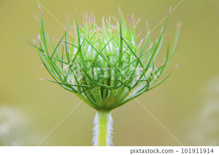 Closeup of the opening flower bud of the Heracleum plant. 101911914
