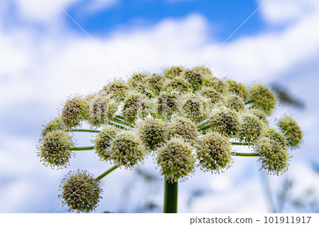 The flower of the Heracleum plant against a cloudy sky. 101911917