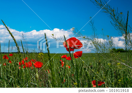 Red poppy flowers in an agricultural wheat field against a blue sky. 101911918
