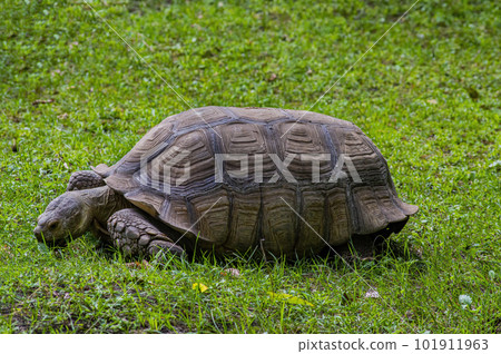 Land animal aldabrachelys gigantea turtle on green grass. 101911963