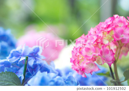 Hiroshima Beautiful pink hydrangea that colors Shukkeien in the rainy season 101912502