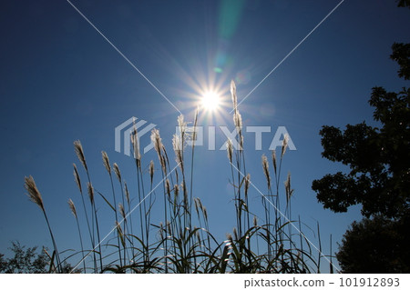 太陽、蒲葦和藍天 秋天的高尾山 太陽、蒲葦和藍天 秋天的高尾山 101912893