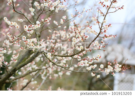 Refreshing white plum blossom Refreshing white plum blossom 101913203