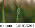 hide-and-seek 101913204