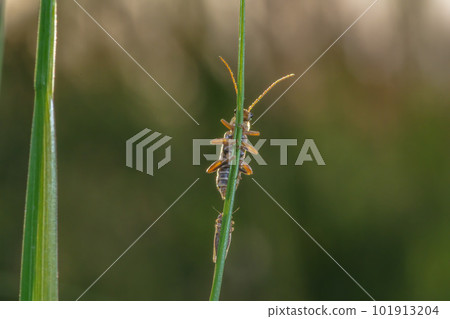 hide-and-seek hide-and-seek 101913204