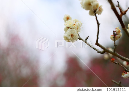 A branch full of white plum blossoms tiger tail 101913211