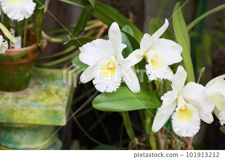Cattleya flowers Cattleya flowers 101913212
