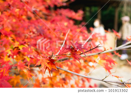 Autumn leaves at Joshoji Temple in Kitayama, Kyoto Tea room Ihoan maple leaves 101913302